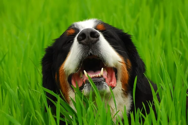 Бернская горная собака (Бернер Сенненхунд) о природе — стоковое фото