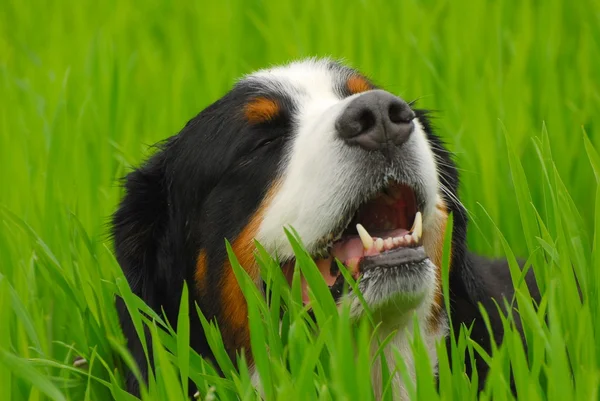 Бернський гірська собака (Berner Sennenhund) на природі — стокове фото