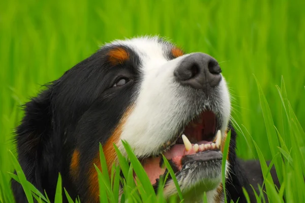 Berneński pies pasterski (Berner Sennenhund) na charakter — Zdjęcie stockowe