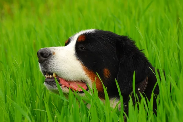 Berner Sennen (Berner Sennenhund) på naturen — Stockfoto