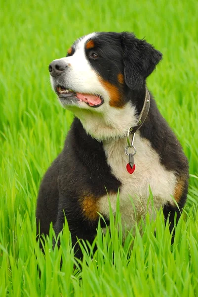 Berneński pies pasterski (Berner Sennenhund) na charakter — Zdjęcie stockowe