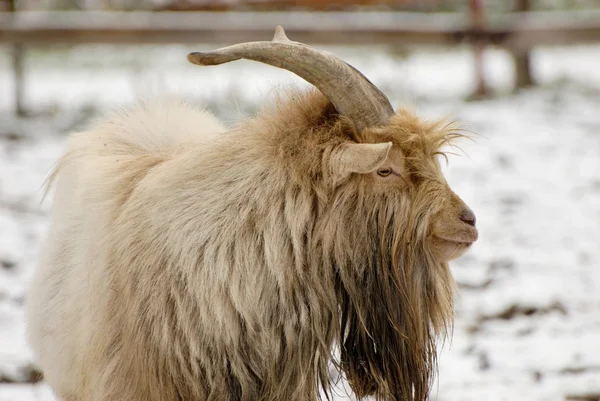 Billy goat dido — Stock Photo, Image