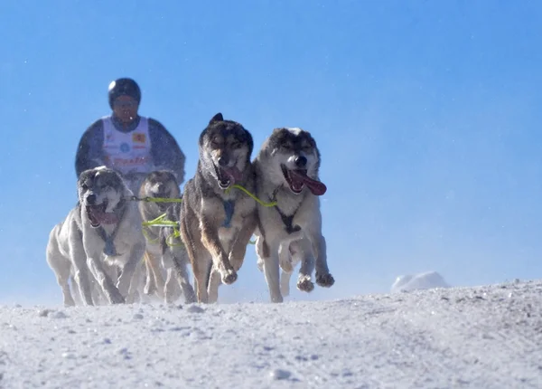 Musher escondendo-se atrás do trenó em trenó corrida de cães na neve no inverno — Fotografia de Stock
