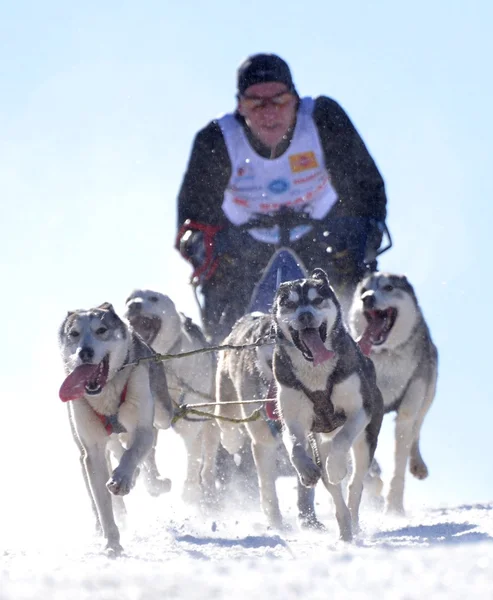 冬の雪のそり犬レースでそりの後ろに隠れてマッシャー — ストック写真