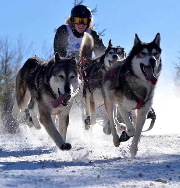 Musher gömmer sig bakom släde på släde hund ras på snö i vinter — Stockfoto