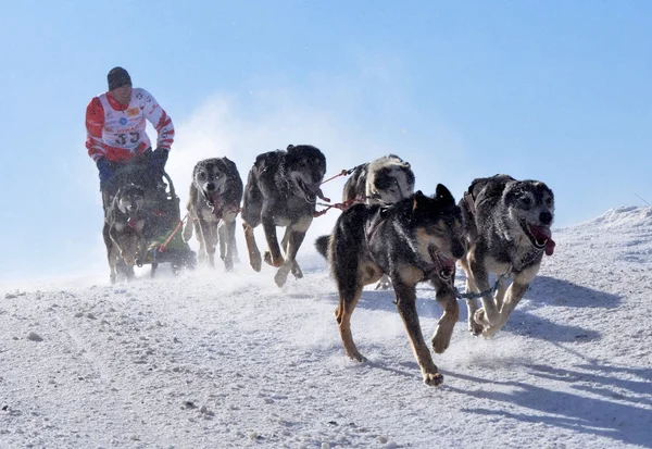 Musher si nasconde dietro la slitta a slitta gara di cani sulla neve in inverno — Foto Stock
