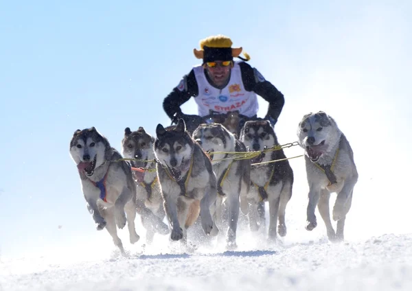 Musher schovává za sáně sáňkovat pes závod na sněhu v zimě — Stock fotografie