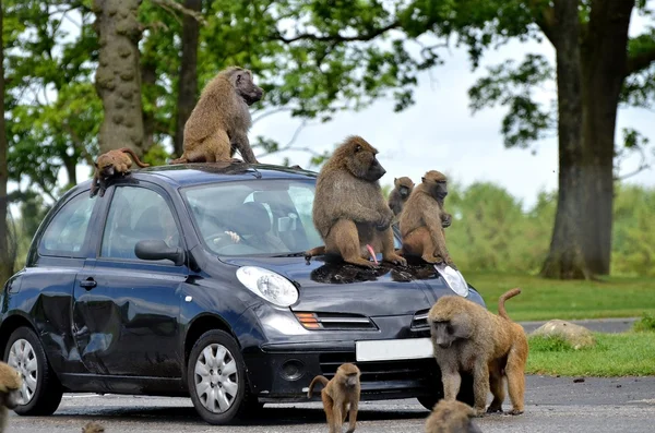 Macacos no carro — Fotografia de Stock