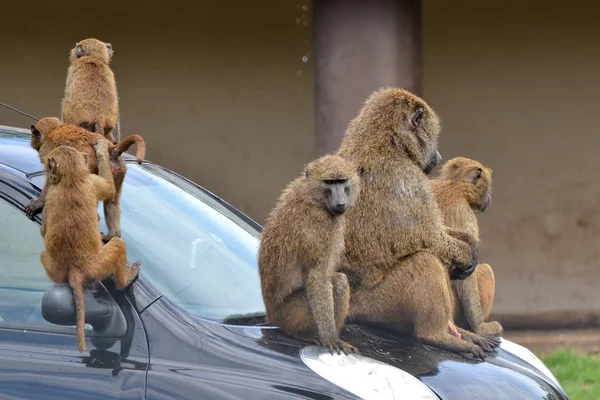 Stock image Apes on car