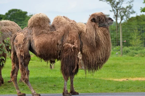 Camel on road — Stock Photo, Image
