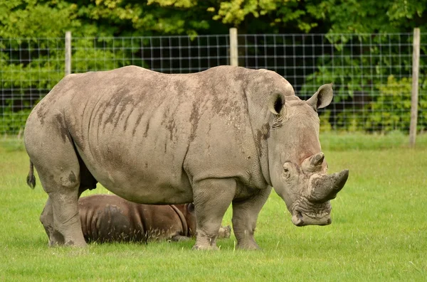 White rhinoceros with 3 weeks calf — Stock Photo, Image