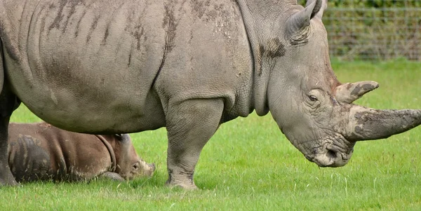 Rhinocéros blanc avec veau de 3 semaines — Photo