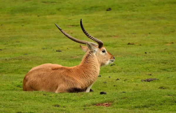 Antilope — Stock Fotó