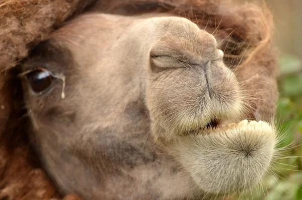 Head of the camel with open mouse and eyes — Stock Photo, Image