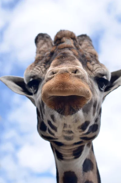 Girafe et ciel — Photo