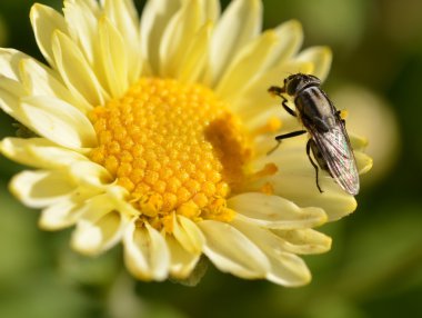 çiçek fly