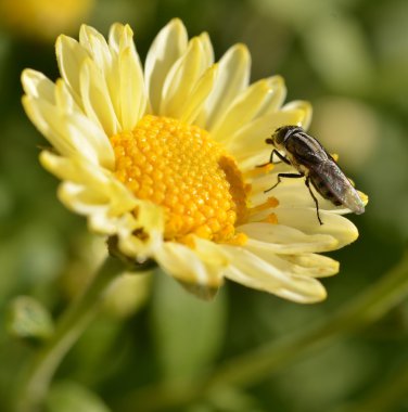 çiçek fly