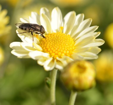 çiçek fly