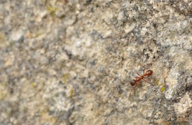 Doğa üzerine ant