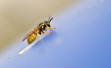 Doğadaki yaban arısı