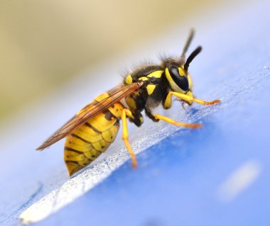 Wasp in nature clipart