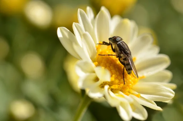 Fliege in Blüte — Stockfoto