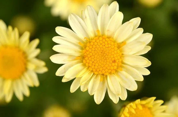 Hermosa flor amarilla —  Fotos de Stock