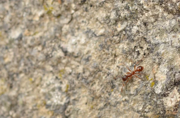 Hormiga sobre la naturaleza —  Fotos de Stock