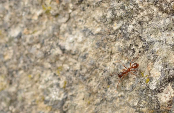 stock image Ant on nature