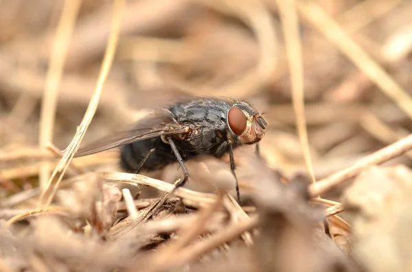 Doğada fly — Stok fotoğraf
