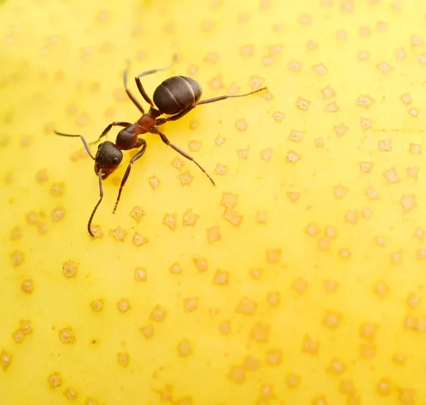 Hormiga sobre manzana —  Fotos de Stock