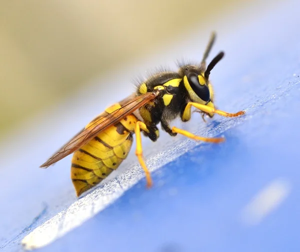 黄蜂的性质 — 图库照片