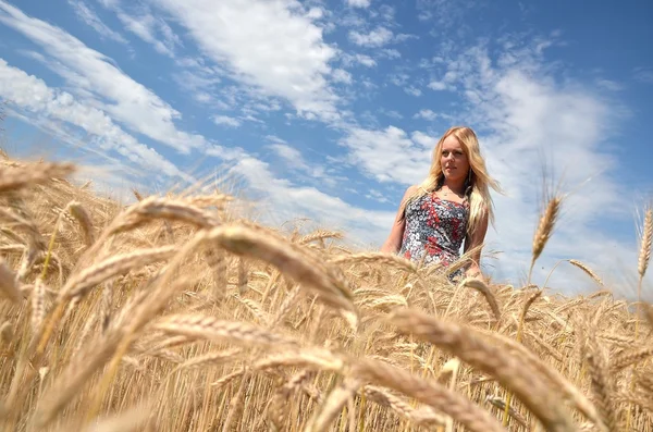 Glad kvinna i gyllene vete fält — Stockfoto