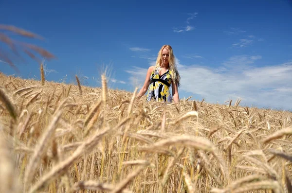 Mujer feliz en el campo de trigo dorado —  Fotos de Stock