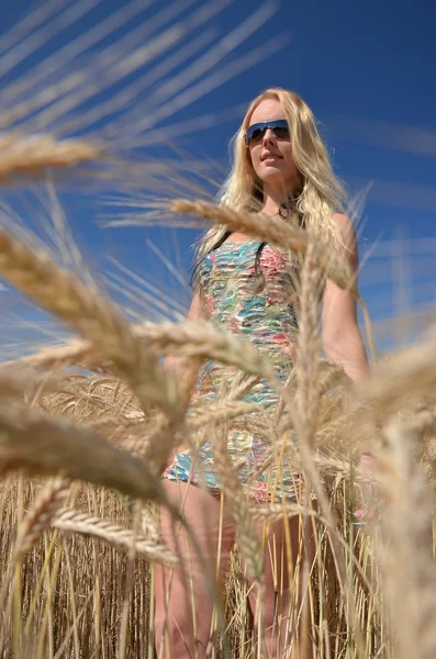 Mujer feliz en el campo de trigo dorado —  Fotos de Stock