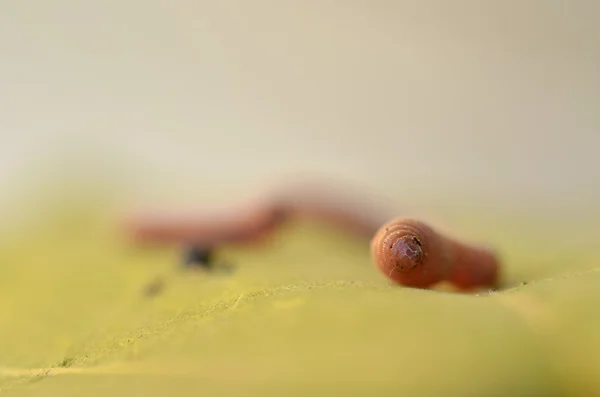 蠕虫虫 — 图库照片