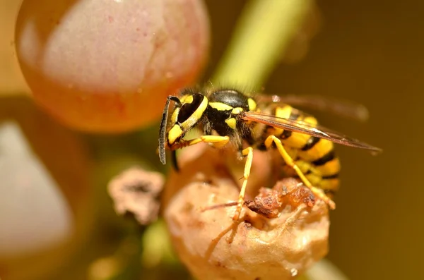 Wasp on grape — Stock Photo, Image