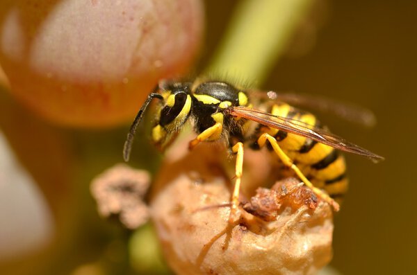 Wasp on grape