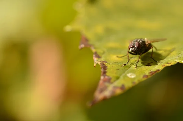 stock image Fly on the green