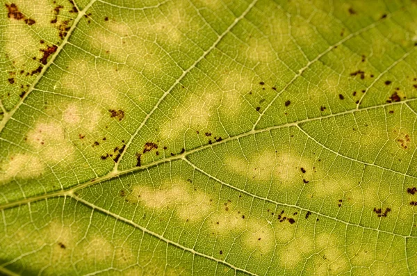 stock image Green leaf closeup