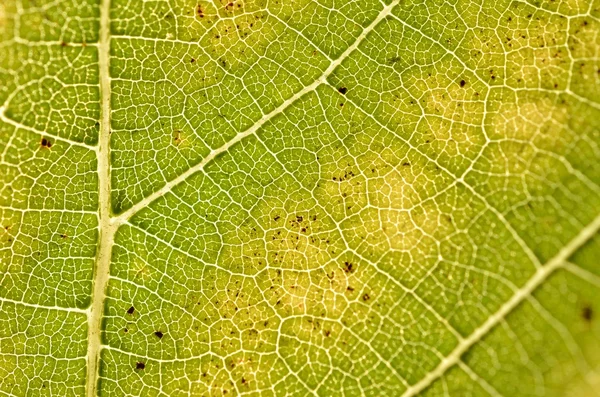 stock image Green leaf closeup