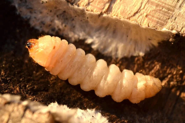 Grande larva gialla — Foto Stock