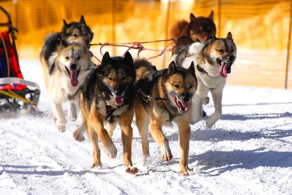 第 10 回世界犬そりレース選手権 f.i.s.t.c. — ストック写真