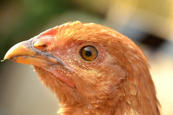 Una gallina — Foto Stock