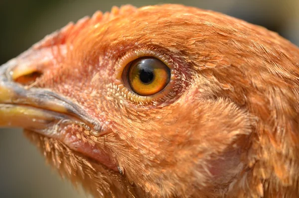 Una gallina — Foto Stock