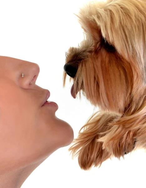 Genç kadın ve tatlı köpek oynamak — Stok fotoğraf