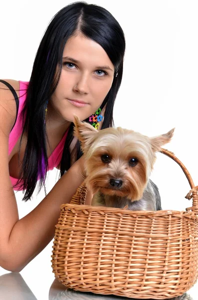 Menina com yorkshire terrier — Fotografia de Stock