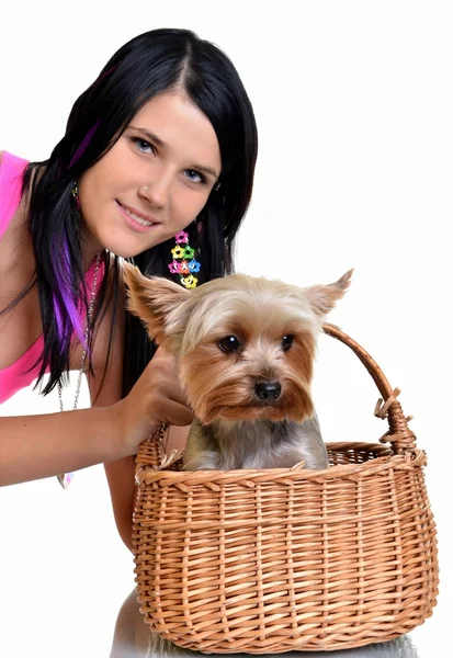 Schönes junges Mädchen mit süßem yorkshire Terrier Hund, isoliert auf whi — Stockfoto