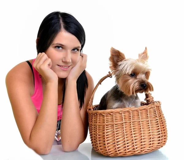 Whi에 고립 된 귀여운 요크 셔 테리어 강아지와 아름 다운 젊은 여자 — 스톡 사진