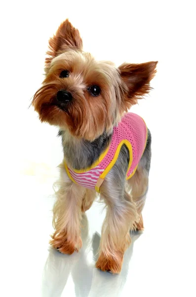Niedlicher yorkshire terrier in rosa kleid — Stockfoto